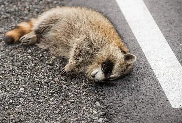 What should I do if I find a dead raccoon? step-by-step guide