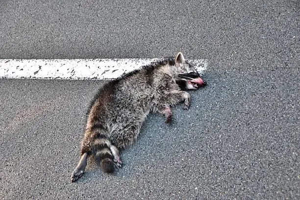 dead raccoon 