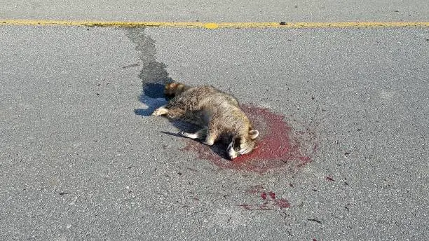 dead raccoon 