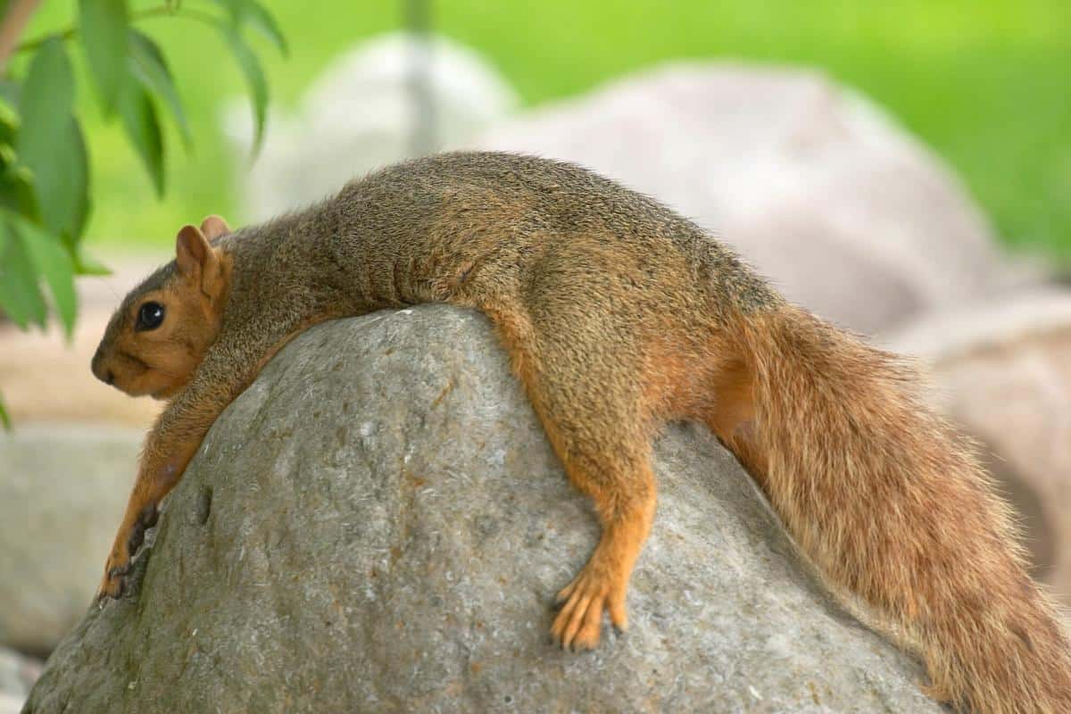 squirrels lay flat on their stomachs