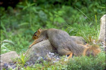 What does it mean when squirrels lay flat on their stomachs?