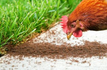 How to get rid of fire ants in chicken coop? 5 Tried-and-True Methods