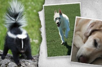 What should you do when a skunk sprays your dog?