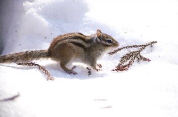 How do chipmunks survive in the winter?+ Video