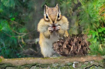 How do you stop squirrels from eating pine cones?
