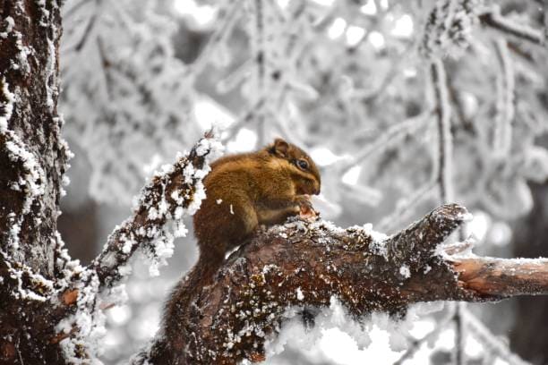 How do chipmunks survive in the winter?