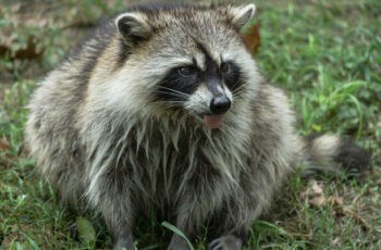 What sounds do raccoons make? The Clues to Their Cunning Behavior