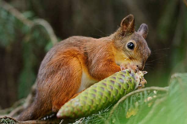 Squirrels to Access Pine Cones