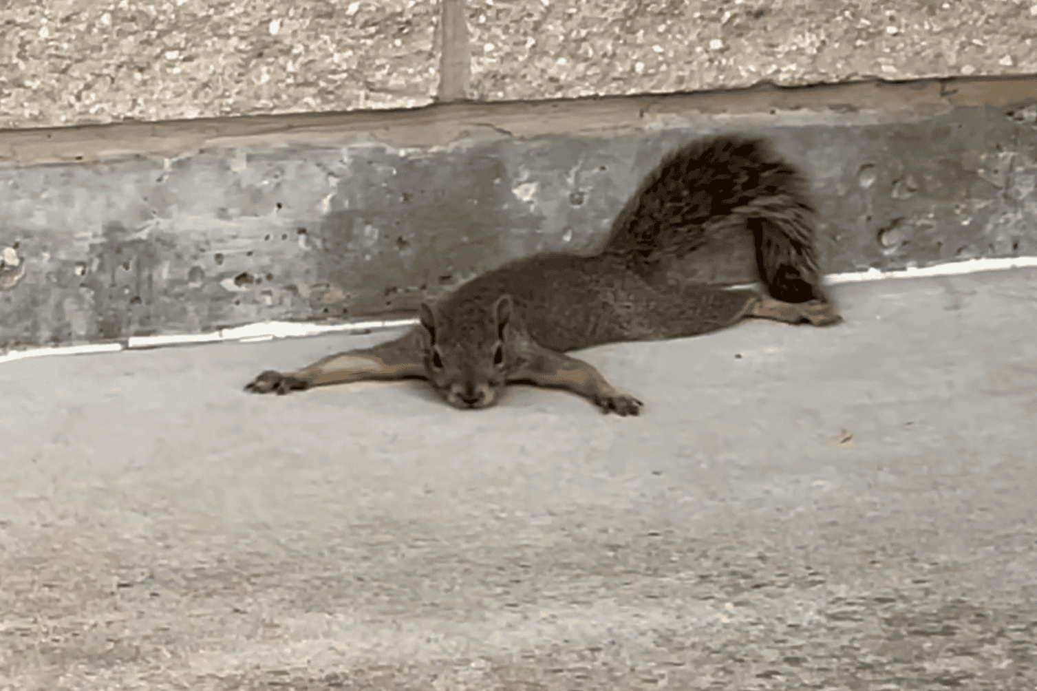 squirrels' belly-crawling