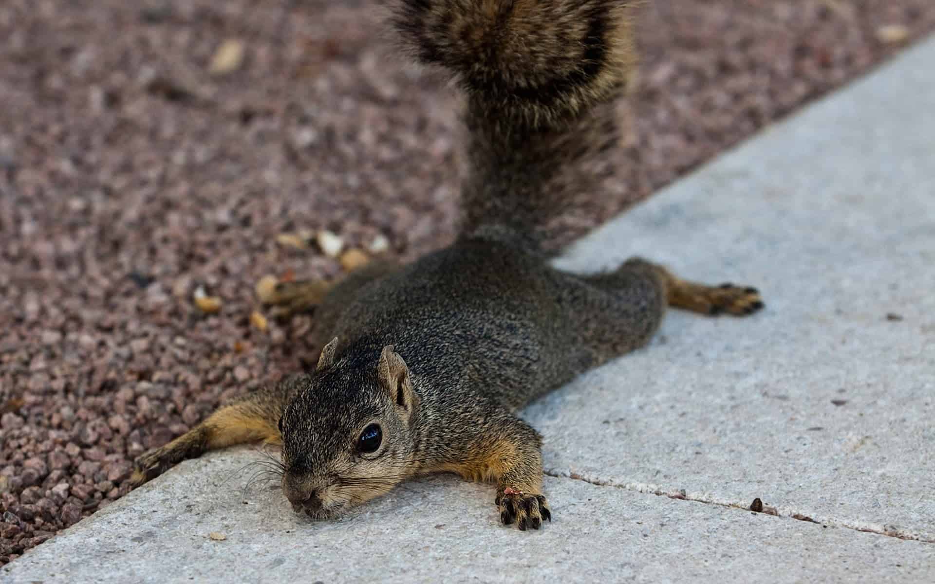 squirrels lay flat on their stomachs