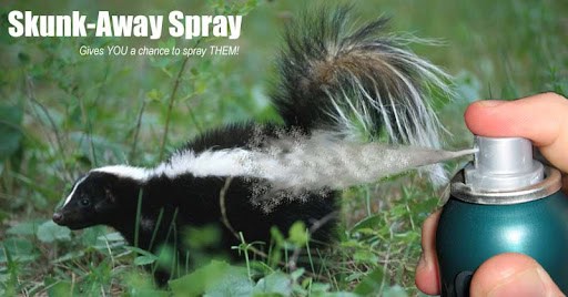 skunk spray dogs